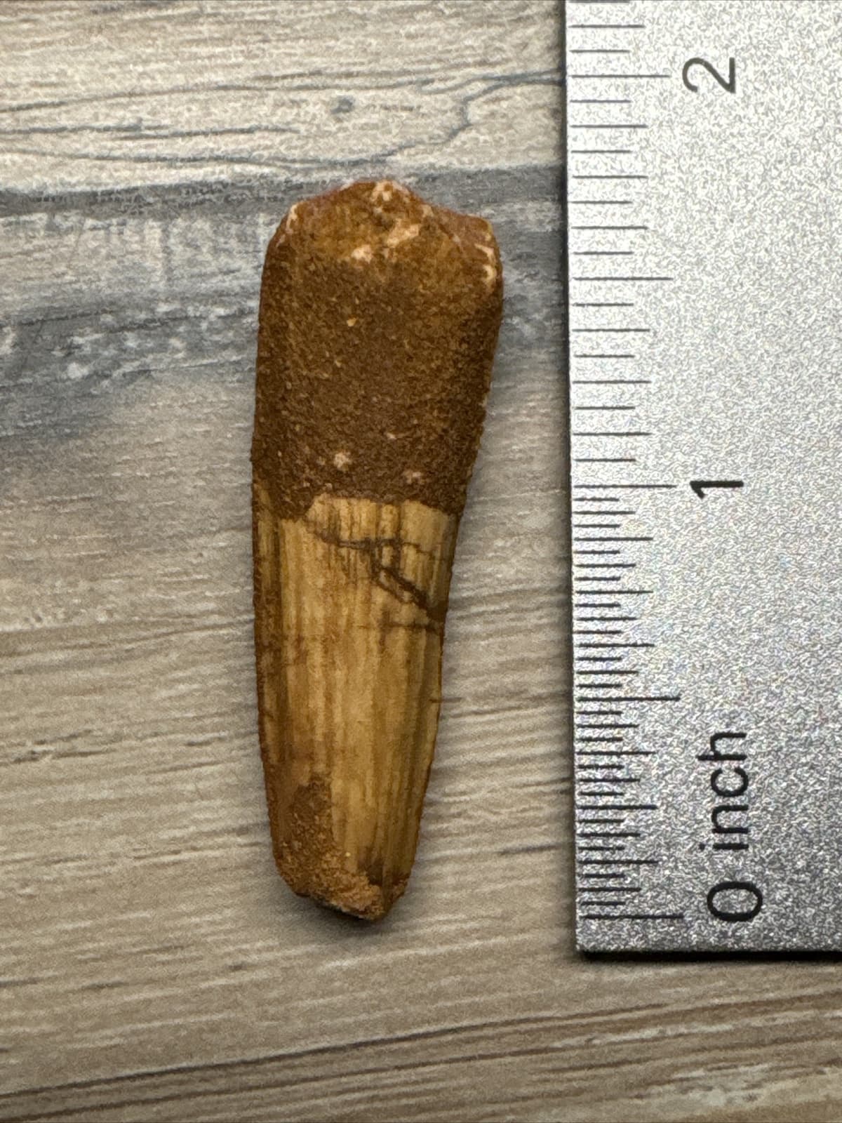 1.5 INCH LONG SPINOSAURUS TOOTH DINOSAUR TEETH REAL FOSSIL EXTINCT SPINOSAUR 3