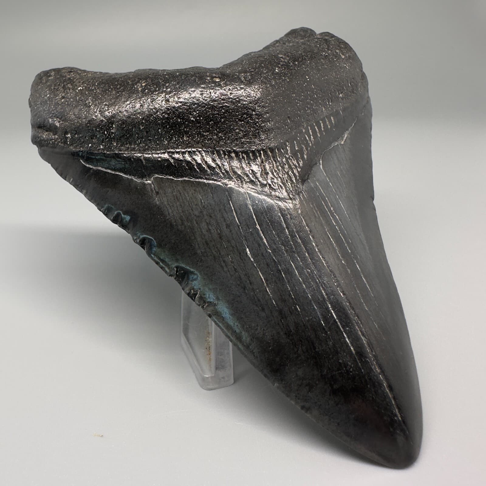 Complete Dark 3.92" Fossil MEGALODON Shark Tooth - USA 2