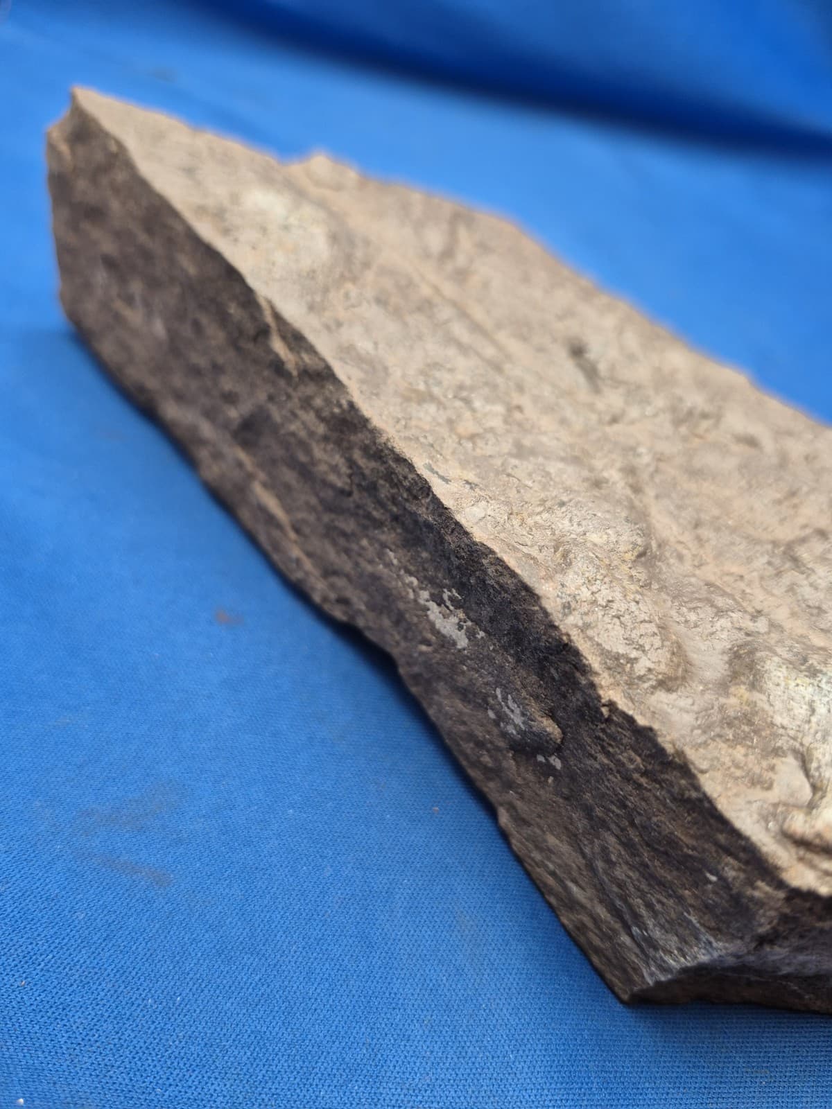 RARE Sponge-like Animal Fossils 5