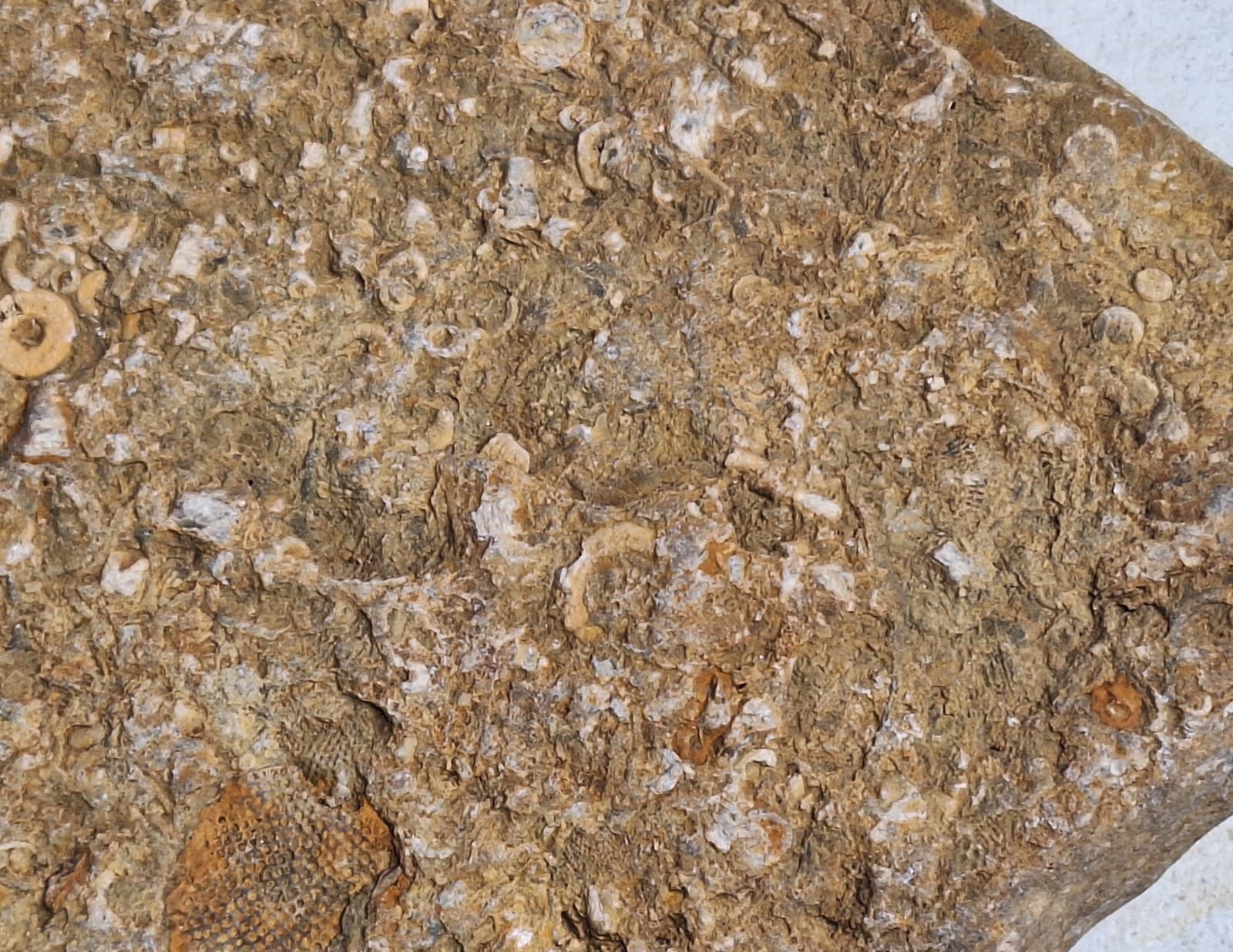 Fossil Hash Plate Brachiopod Coral Crinoid In Limestone Devonian Period Michigan 4