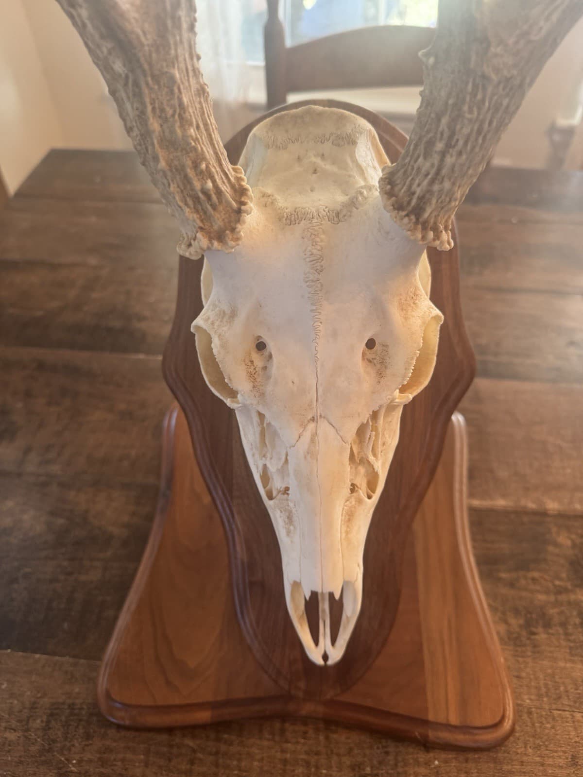 European Mount Full Head Whitetail Deer 10 Point Decor With Stand Texas Hunting 2