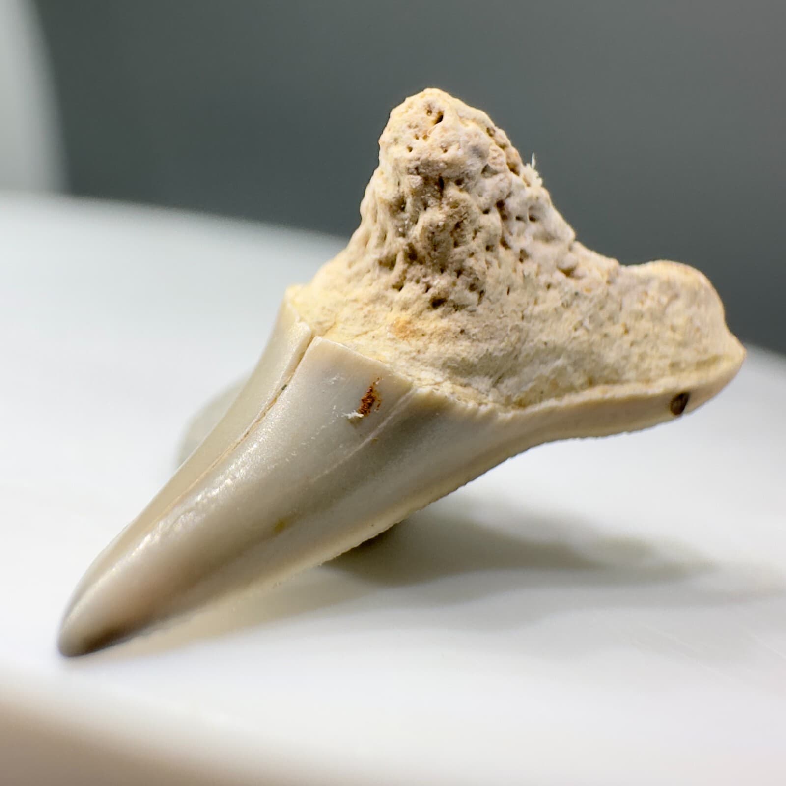 Rarely Offered 0.68" Fossil Paraisurus macrorhiza Tooth - Cretaceous, Russia 2