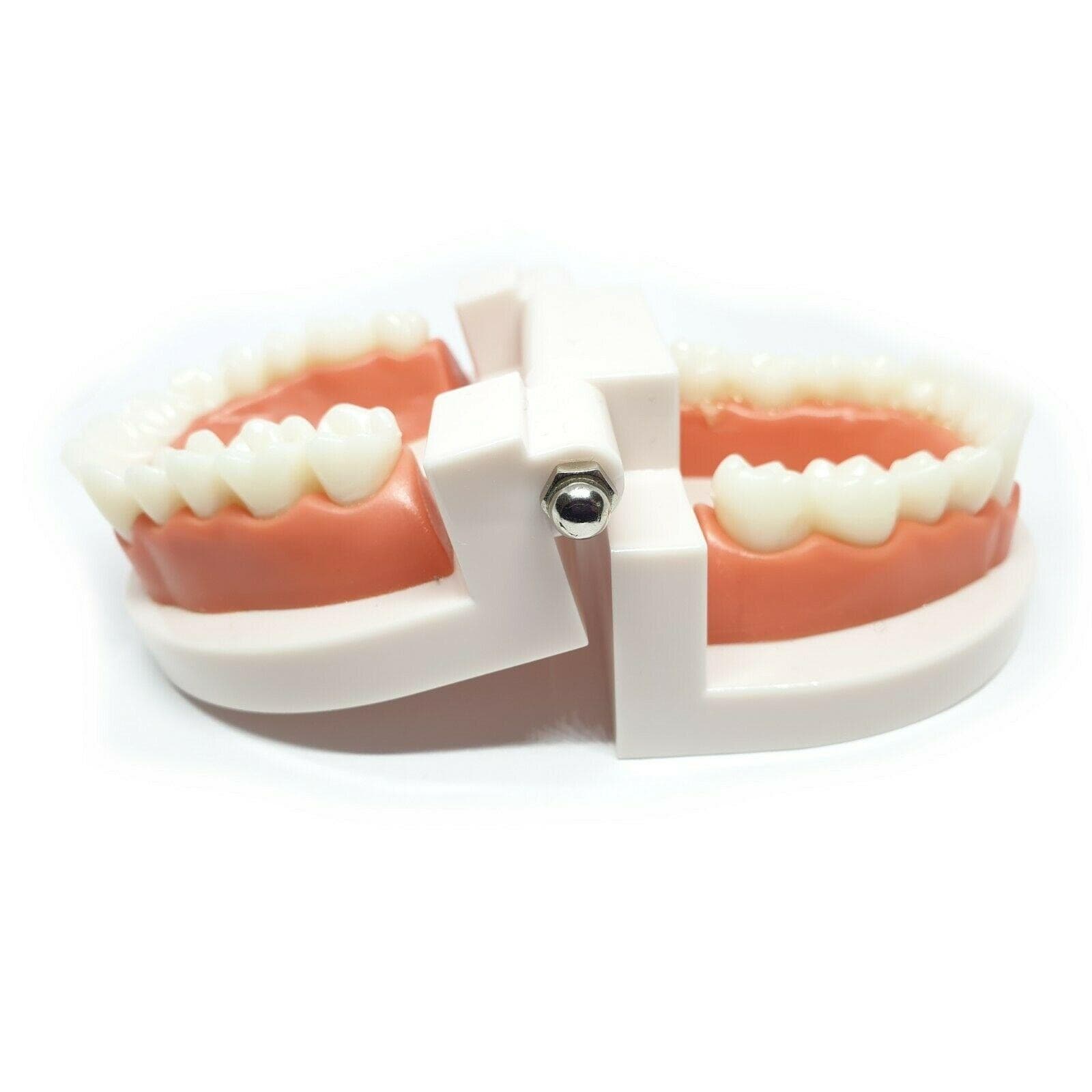 Adult Dental Standard Teaching Educational Typodont Demonstration Teeth Model A 6