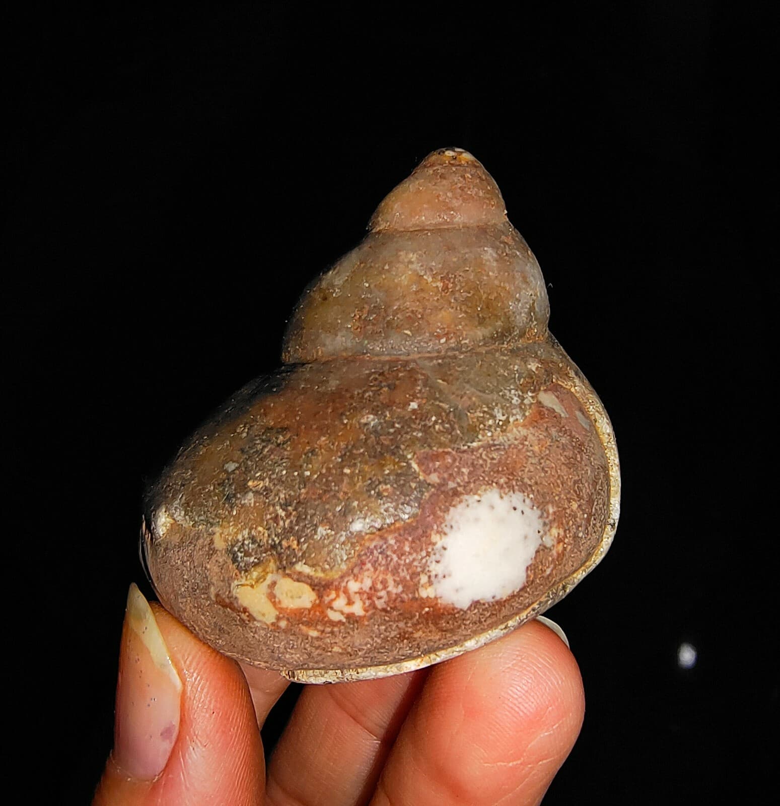 SEA SHELL, GASTROPODA, RARE BIG SNAIL FOSSIL FROM TIMOR, INDONESIA, 43MM 2