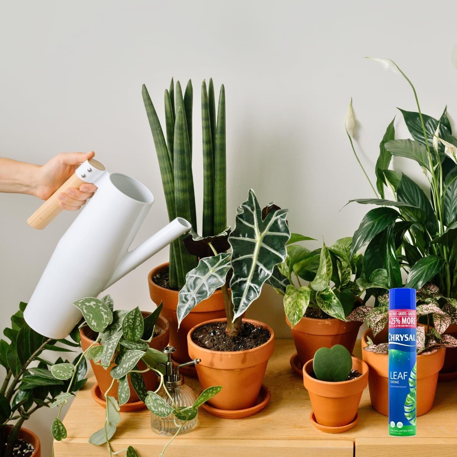 Leaf Shine Spray for Indoor Plants (25 Ounce 1 Pack) - FREE SHIPPING 5