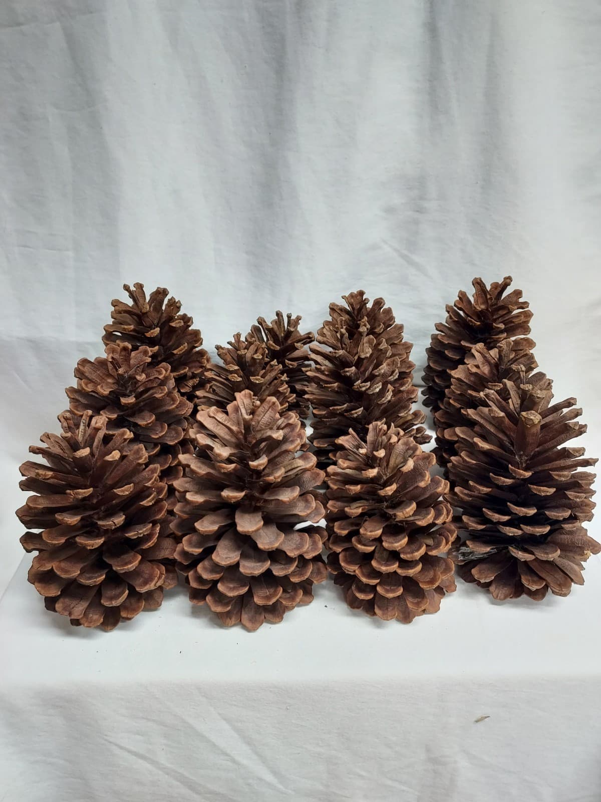 12 Medium Slash Pine Cones 5-5.5" Georgia Pinecones - Crafting, Decorating