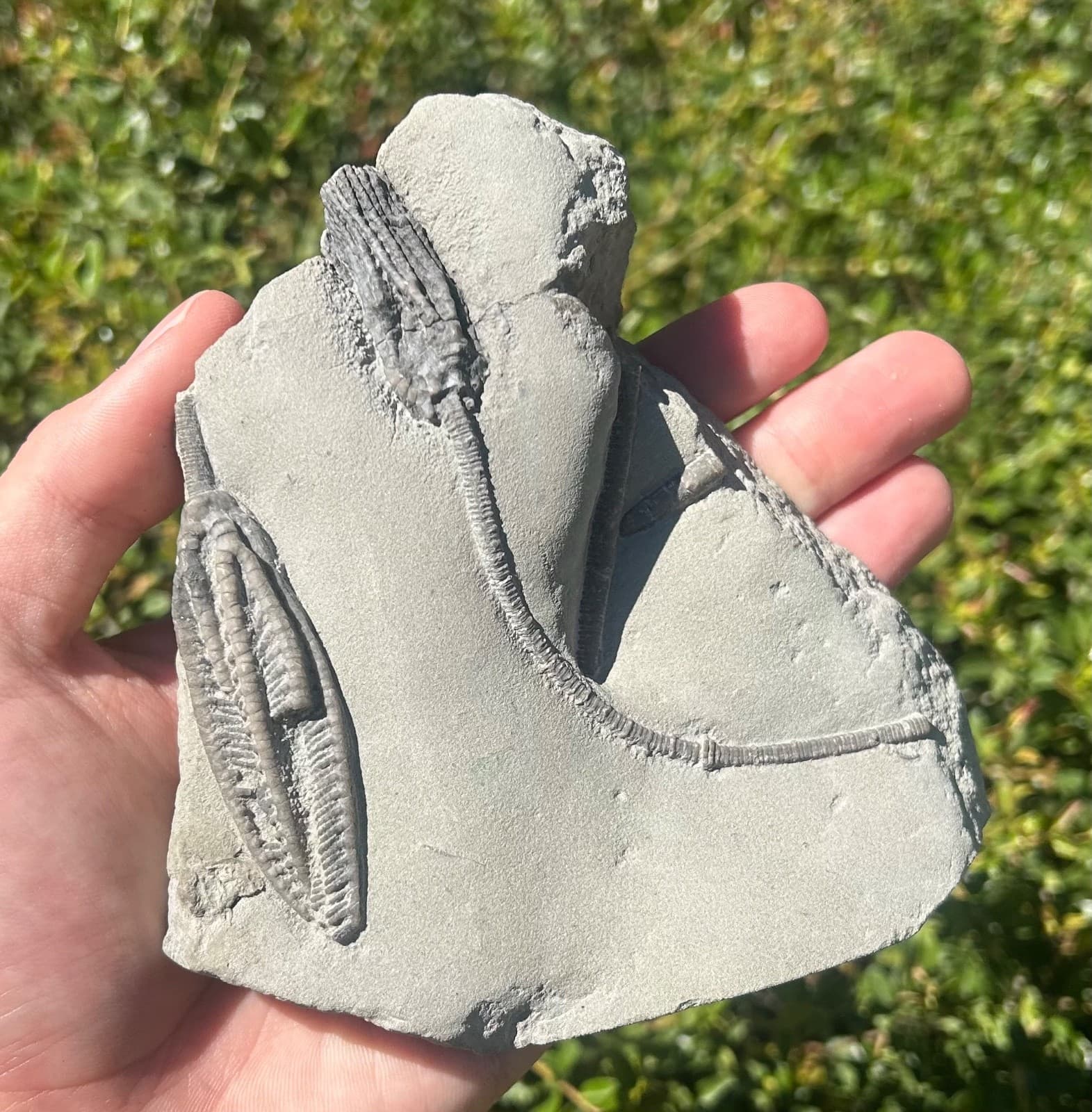 SUPERB Fossil Crinoid Plate Histocrinus Abrotocrinus Indiana Edwardsville Fm 2