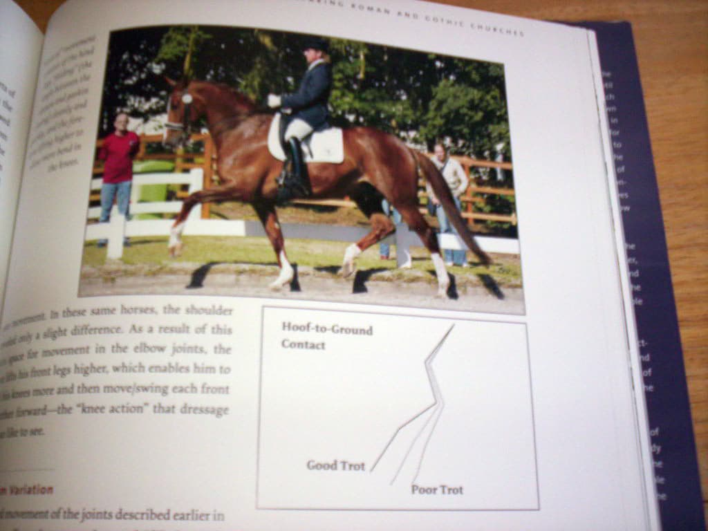 Selecting The Dressage Horse Conformation Movement Temperament 2