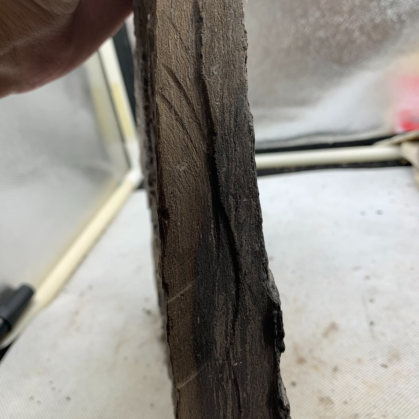 2010 grams of fossils of crinoid from the Guanling Biota in Guizhou 5