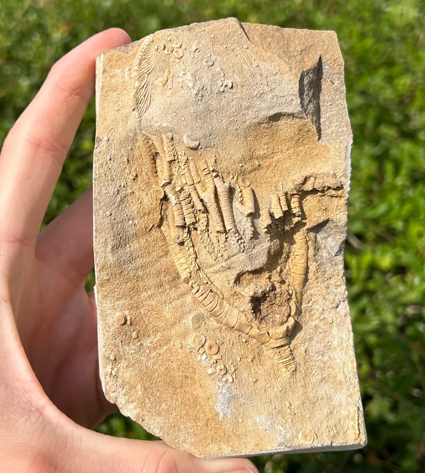 Fossil Crinoid in Matrix Rhopocrinus Alabama Bangor Limestone Formation