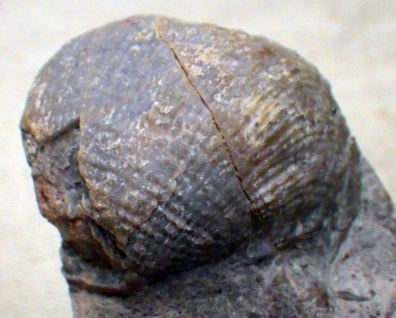 Strange Paleo Shell Fossil with base Native  4