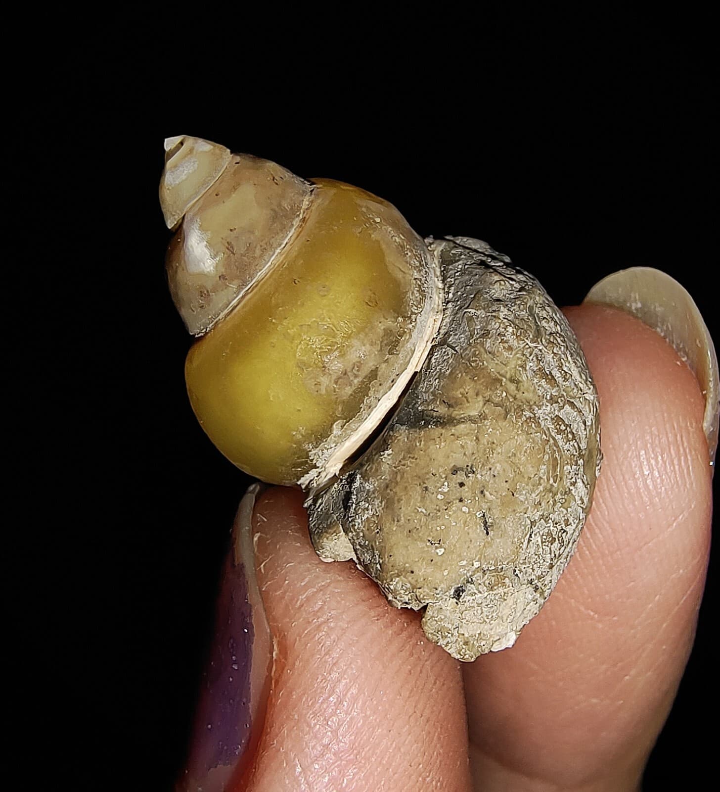 AMAZING AMMONITE! GASTROPOD SEASHELL FOSSIL VIVIPARIDAE FROM INDONESIA 22MM, 003 5