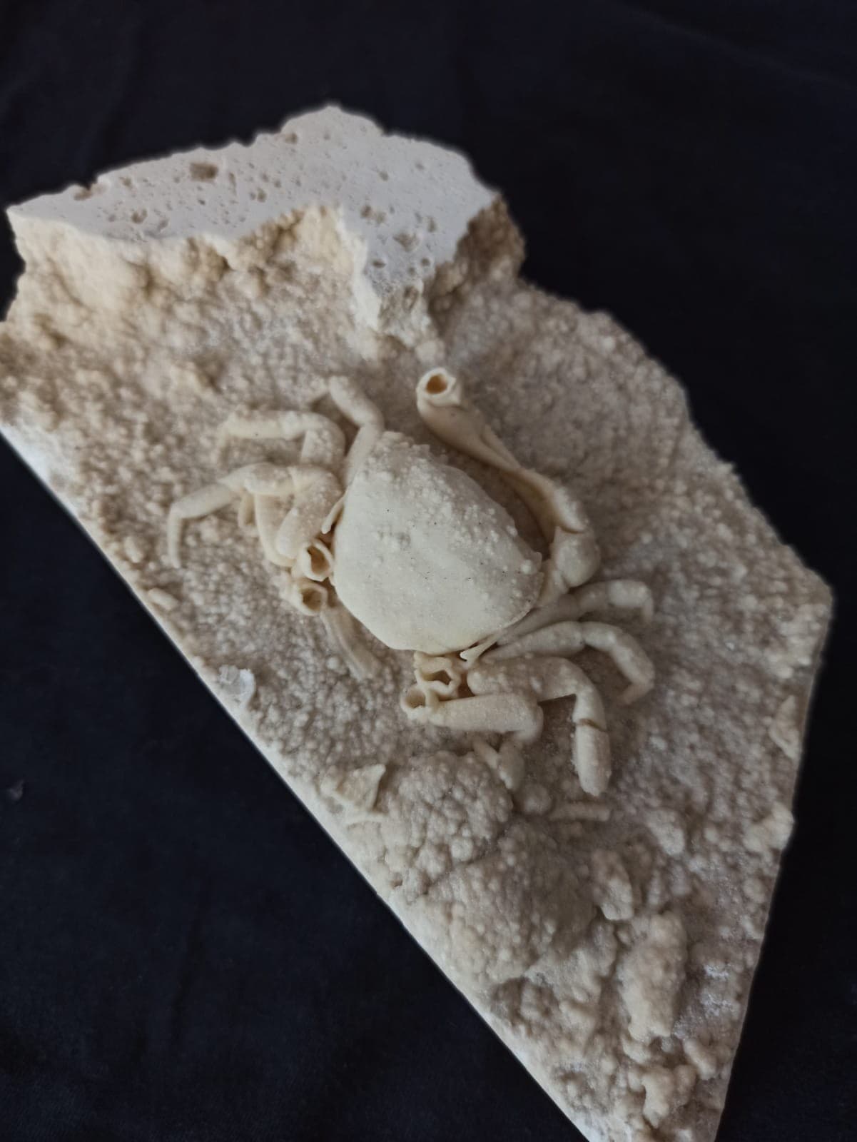 HUGE Travertine Crab Fossil, 13cm by 8cm Fossil Travertine Crab Potamon 2
