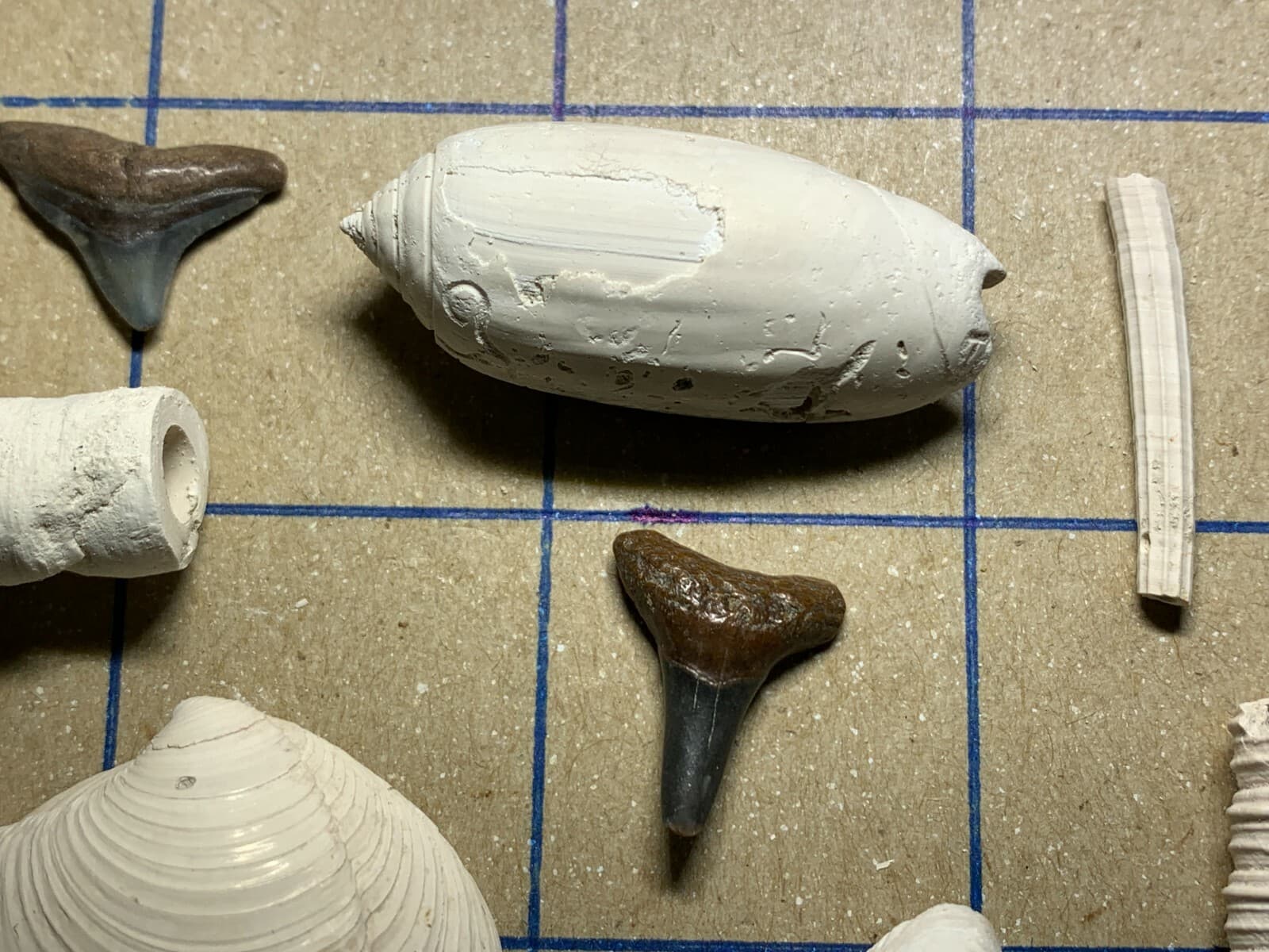 ☆Fossil Specimen 10 Pack - Berkeley Quarry S.C. - Barnacle-Dentalium-Teeth ☆301 5