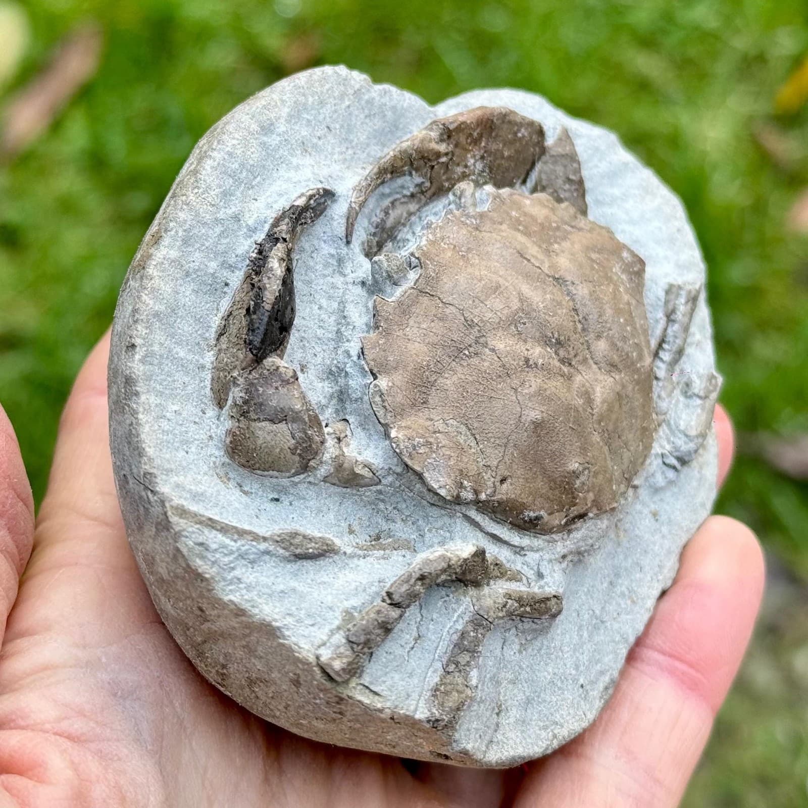 Rare: homolopsis fossil crab – cretaceous, hughenden, queensland – genuine 2
