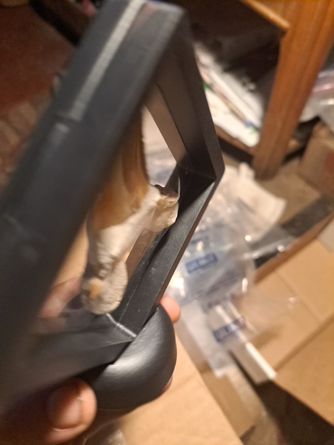 Big Shark Tooth In Frame. 2