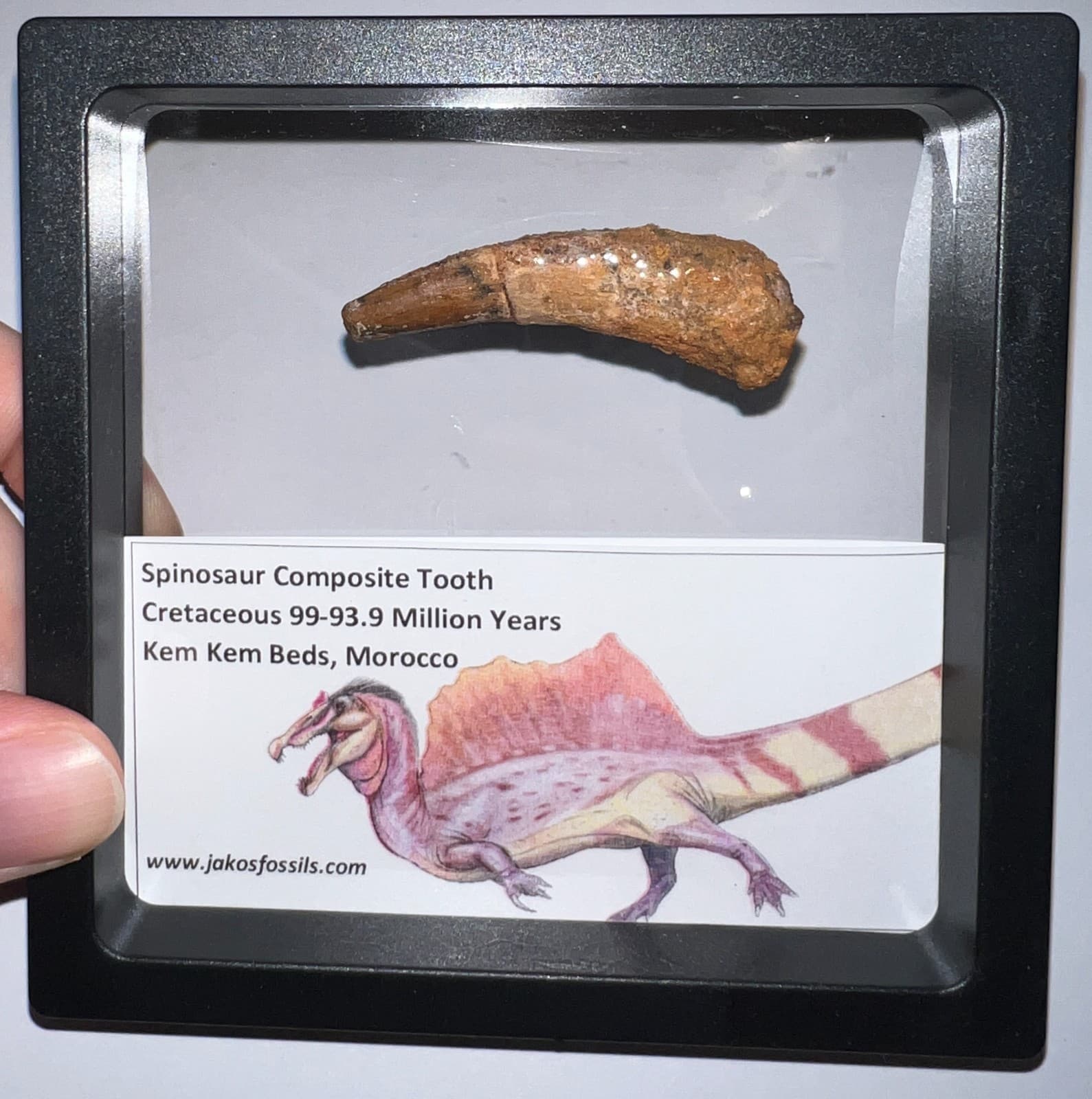 SPINOSAURUS SPINOSAUR Fossil Composite Dinosaur Tooth Lot! 2 IN One per Order 3