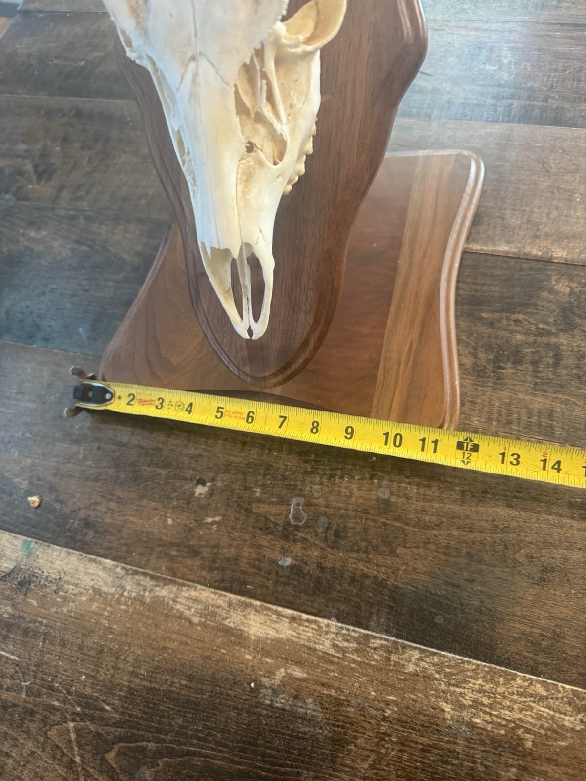 European Mount Full Head Whitetail Deer 10 Point Decor With Stand Texas Hunting 3