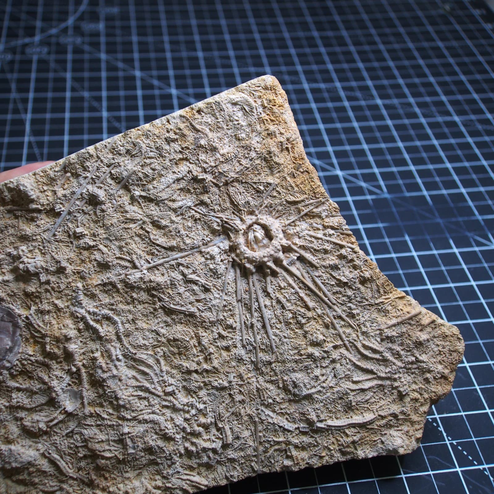 1.1kg Sea urchin Acrosalenia hemicidaroides Crinoid France Jurassic Fossil 5