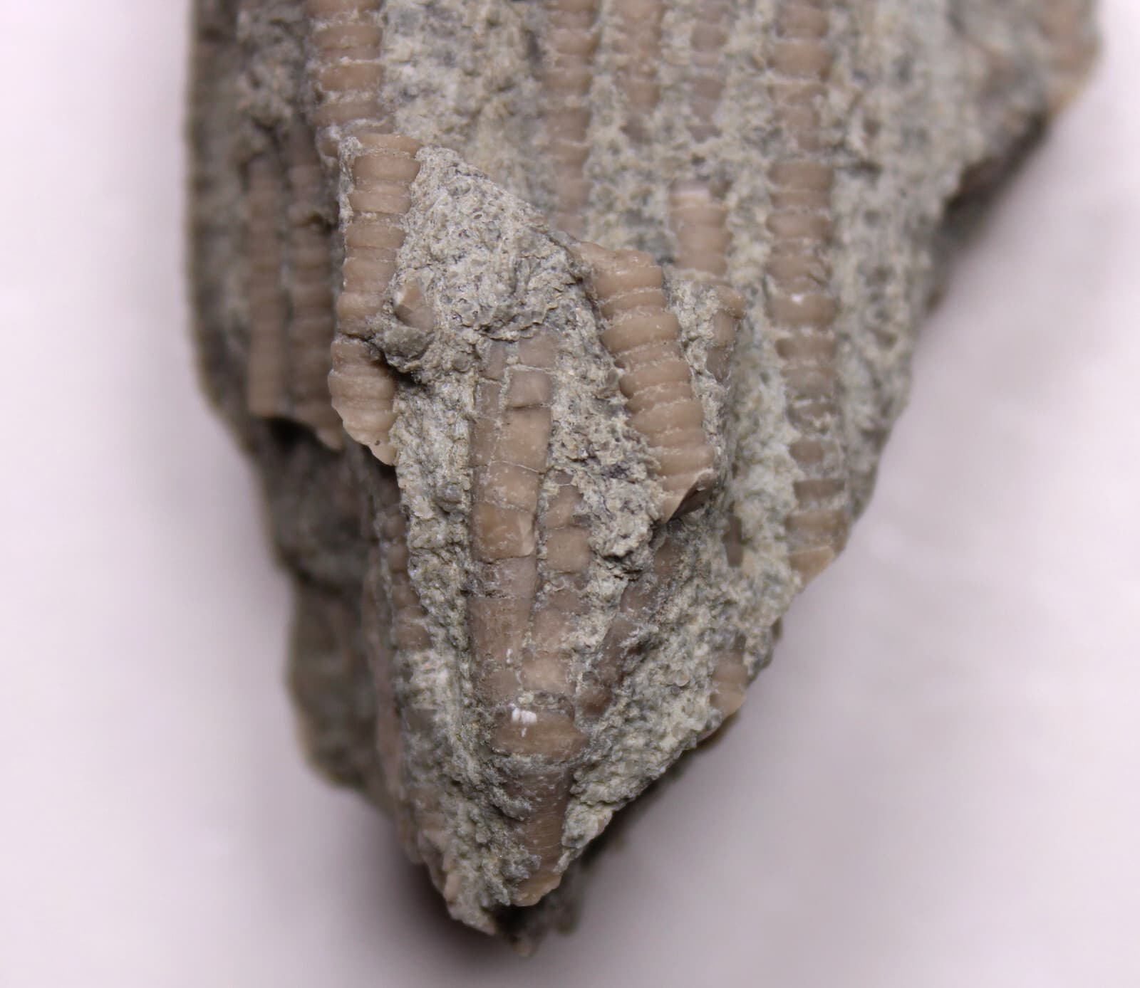 Ectenocrinus Crinoid Stem Log Jam Ordovician Fossils Kope Formation Kentucky 3