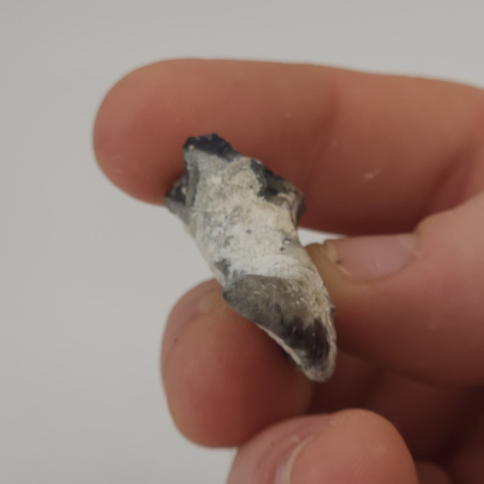 Crab Claw Fossil - Florida  5