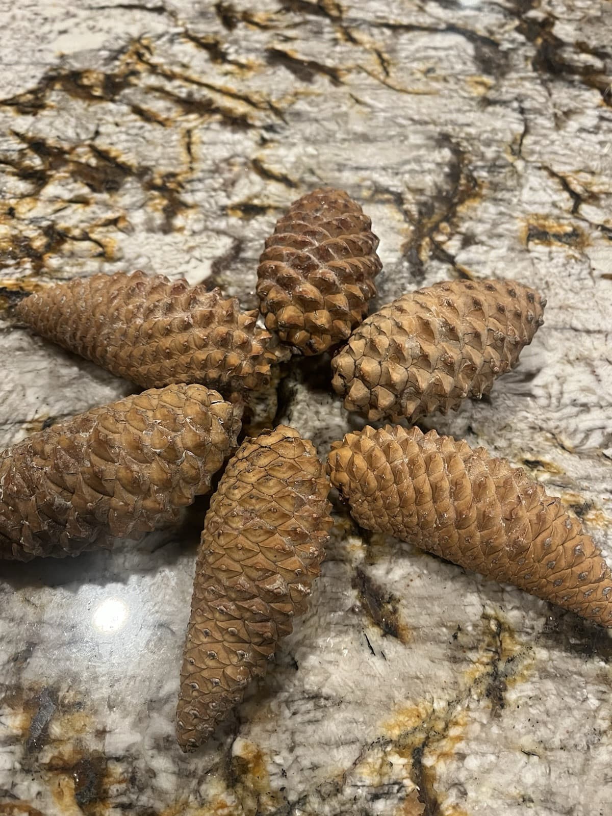 100 Knobcone Pinecones 3”-5” 2
