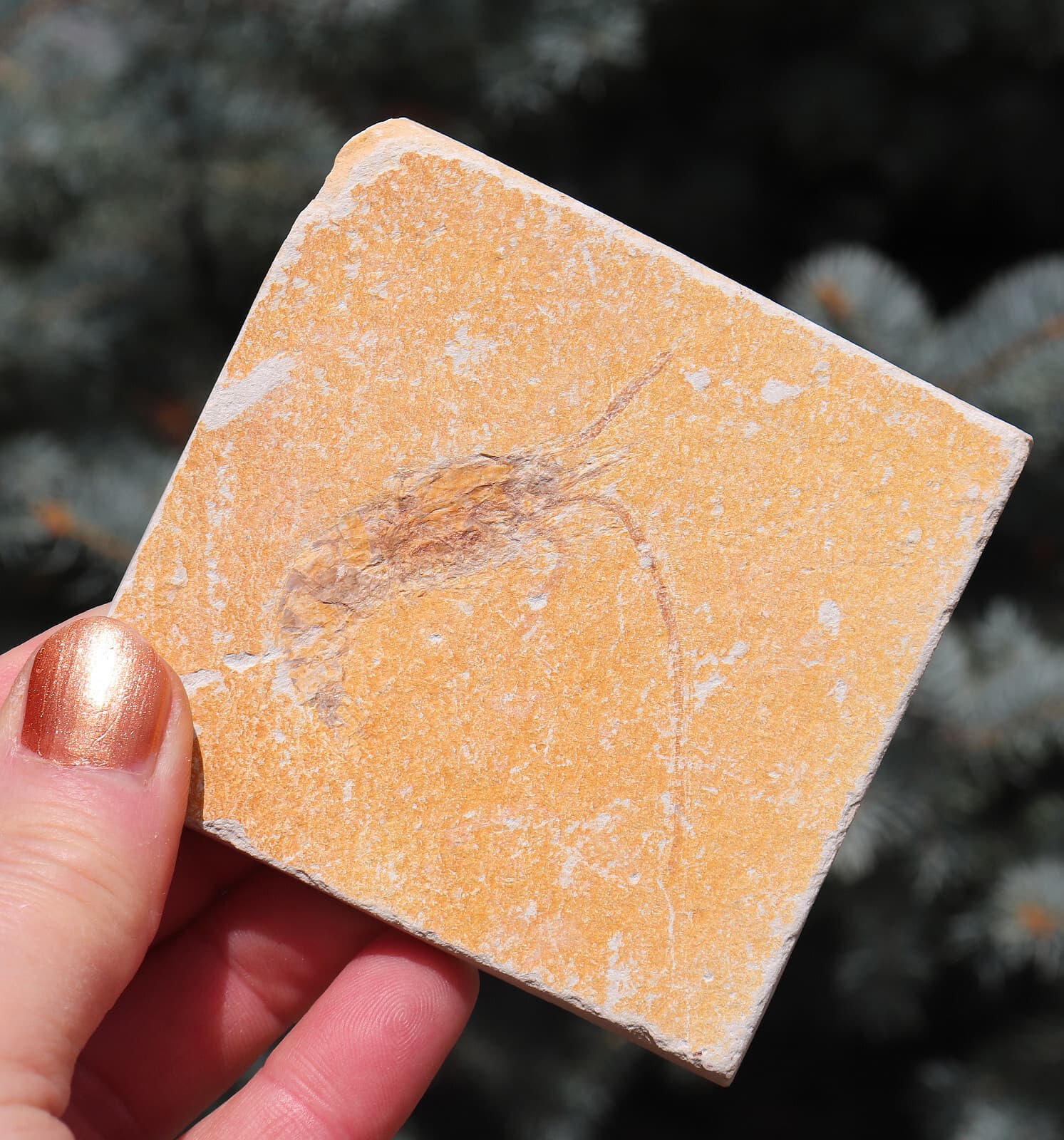 Fossil Shrimp Solnhofen Germany   Jurassic   Well Preserved History  8.2 Cm's 6