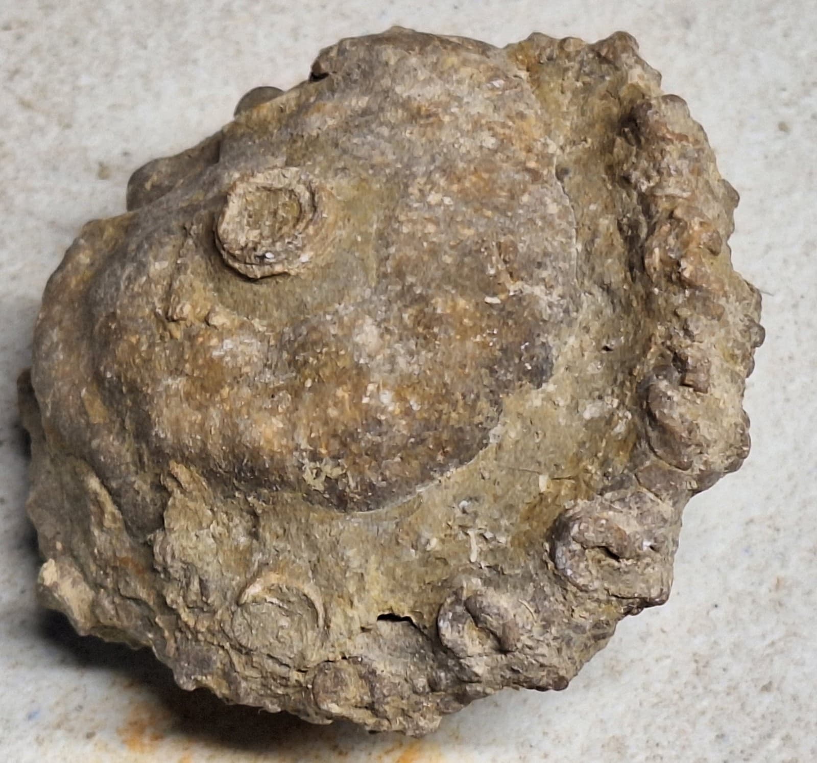 Crinoid Head -Calyx - Sea Lily Fossil In Limestone Devonian Michigan 3