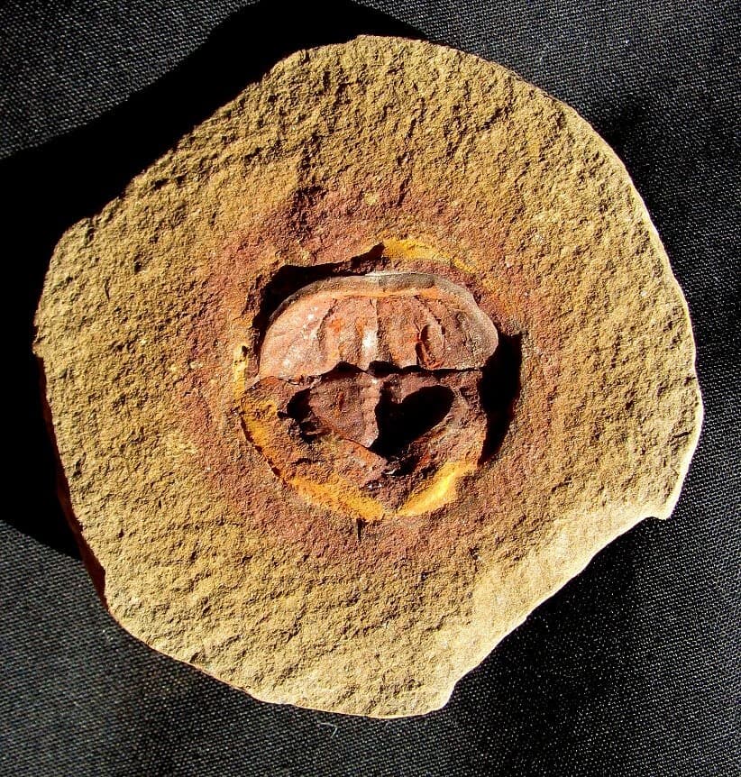 EXTREMELY COLORFUL AND RARE SPLIT PAIR EUPROOPS FROM MISSOURI- NOT MAZON CREEK 2