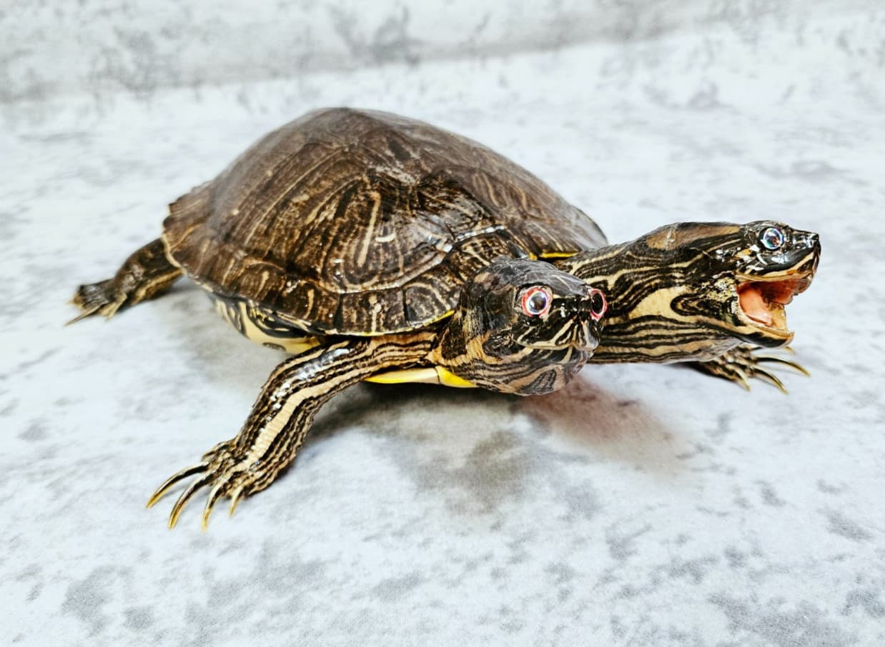 Two-Headed Turtle Taxidermy Gaff Snake Reptile Lizard 6