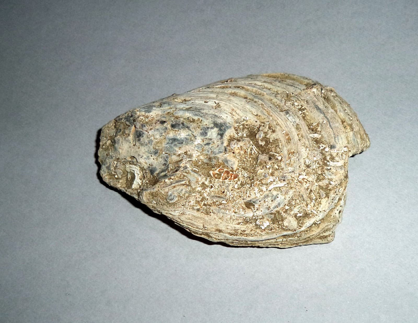 Fossil Sea Shells from Cape of Rodon, Albania. 77 gr; 85 mm.