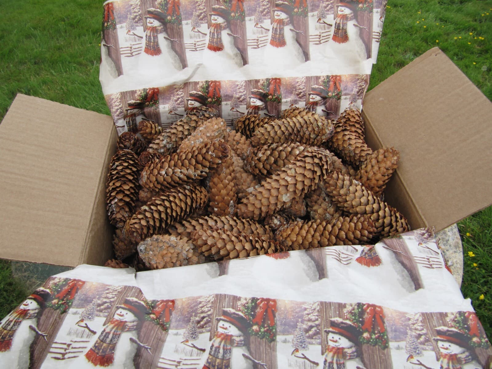 50 Pinecones 5
