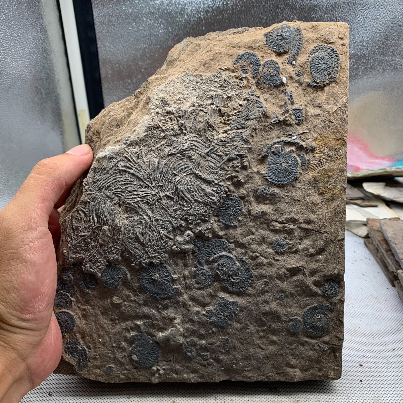 2010 grams of fossils of crinoid from the Guanling Biota in Guizhou