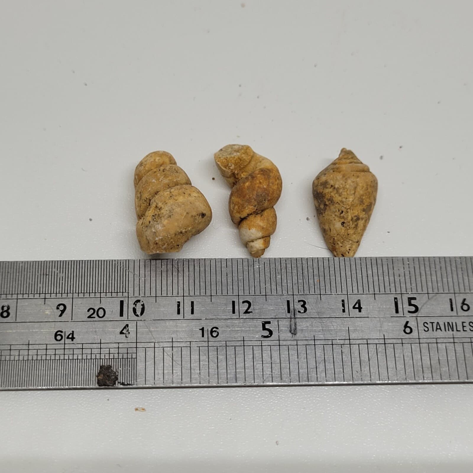 9 gr Indonesia NATURAL Rough Gastropod SeaShell Mollusca Fossil Specimen 11-124 4