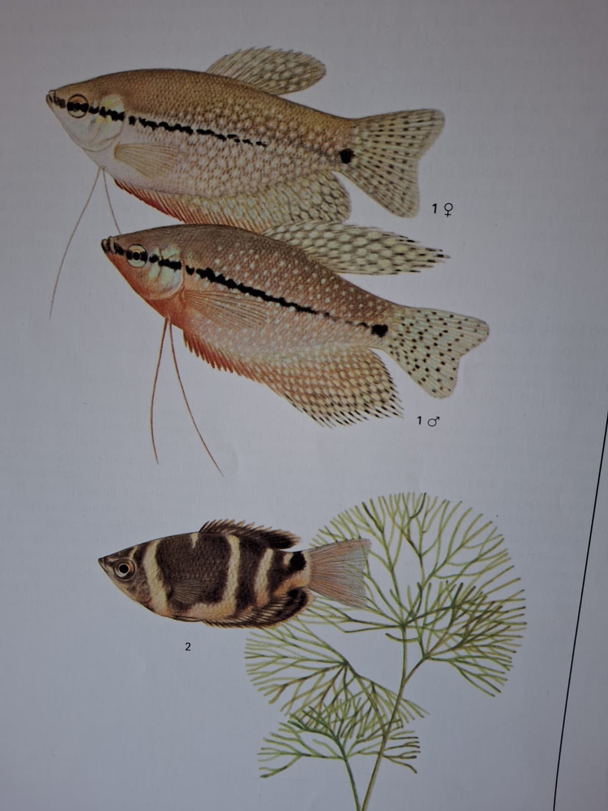 Vintage Old Aquarium Pet Tropical Fish 8" × 10" Pearl & Chocolate Gourami Print