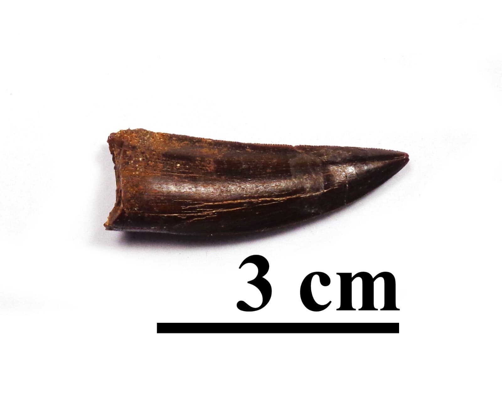 NEW! Excellent dino tooth, Late Cretaceous, Turonian, 90 ma, Uzbekistan #19