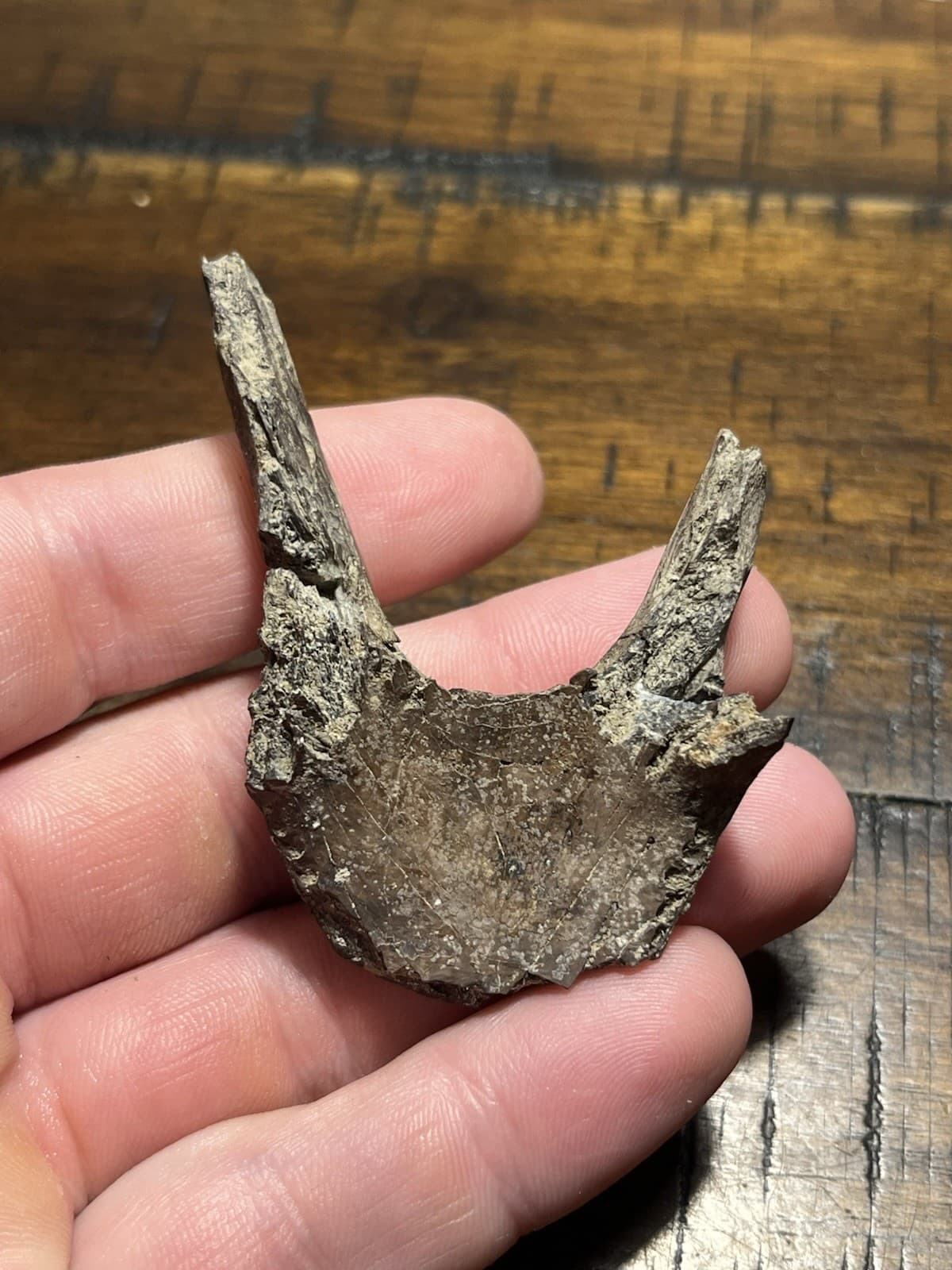 Rare Turtle Lower Jaw Dinosaur Age Fossil Hell Creek Formation SD 2
