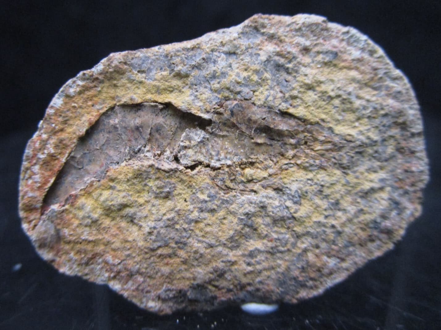 Rare Fossil Shrimp Pair In Nodule Triassic Age Ambilobe Madagascar 2