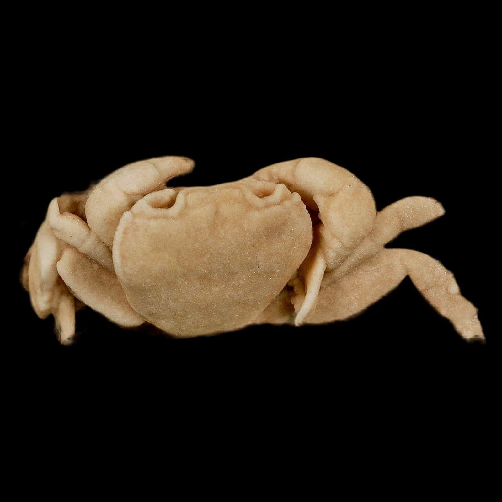 3.1" Potaman Sp Fossil Freshwater Crab In Travertine Denizli Basin Southwest 5