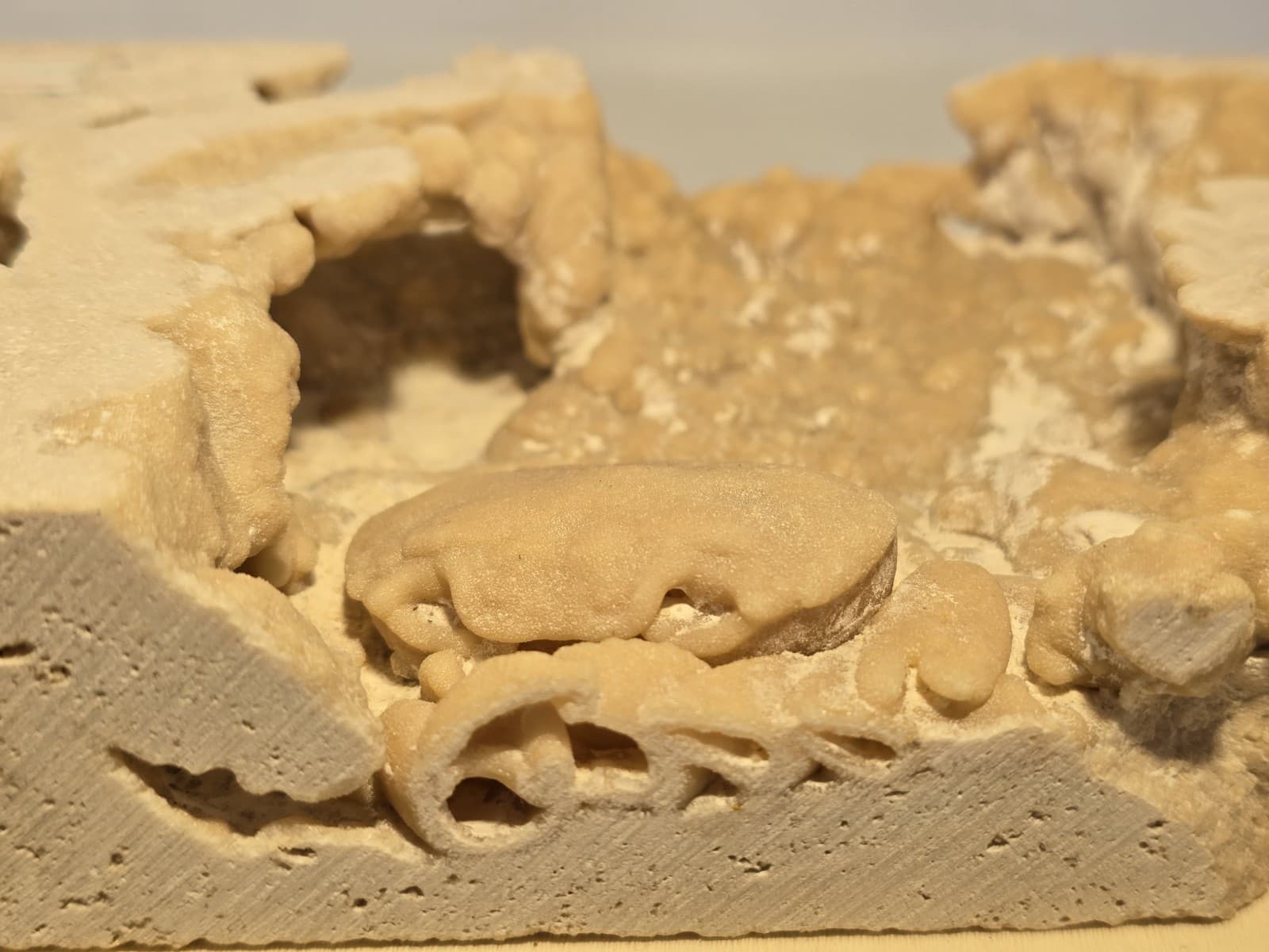 Travertine crab fossil 4