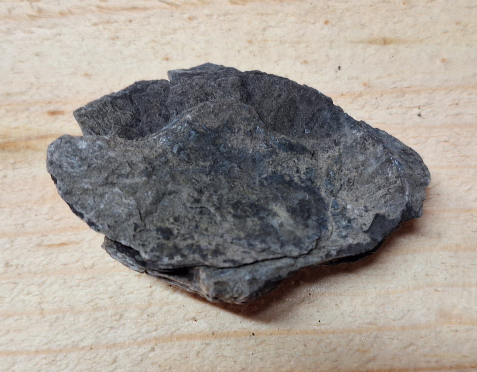 Fossil Brachiopod In Limestone Devonian Period Michigan 3