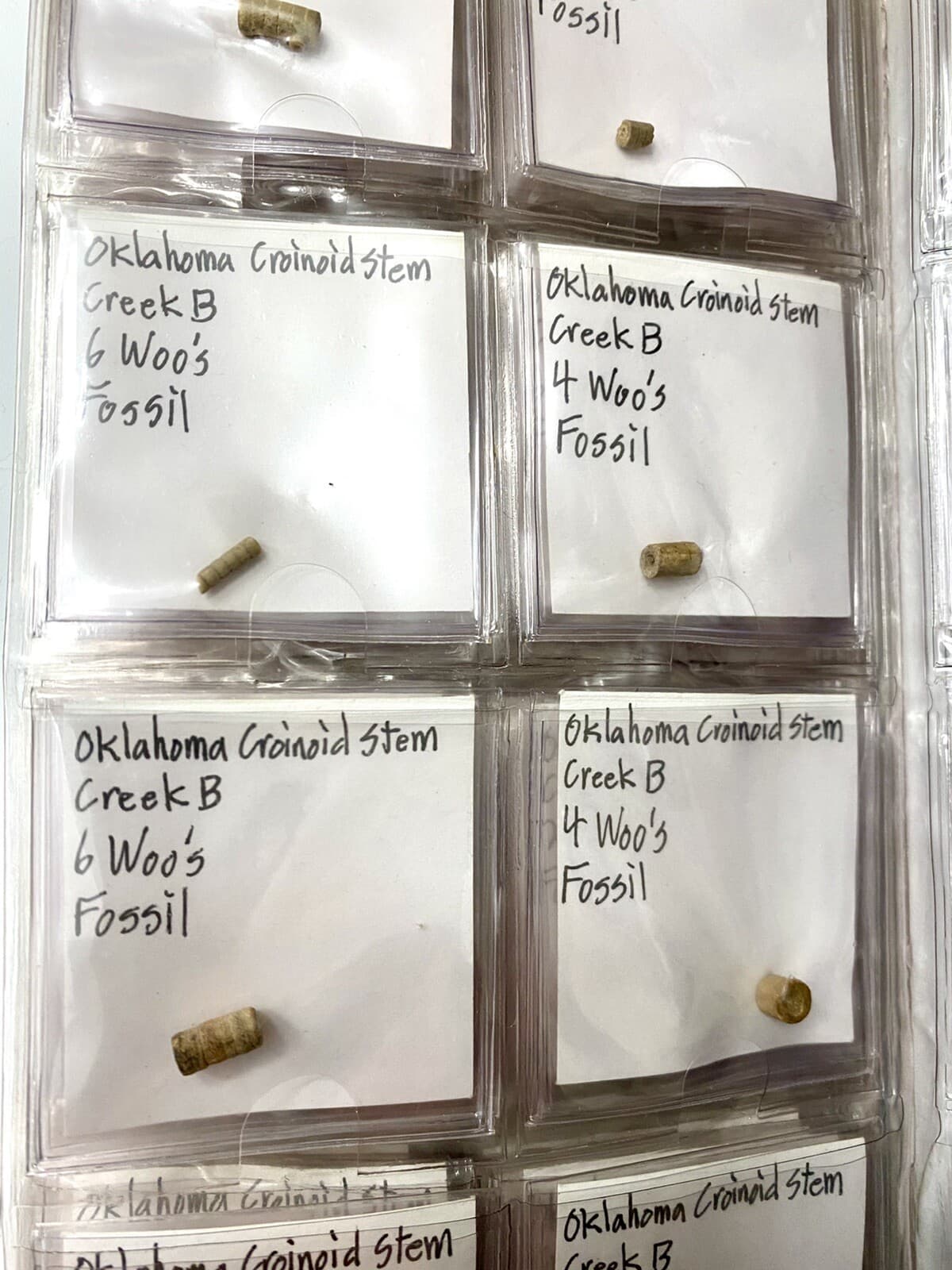 Crinoid Fossil Stem Collection, Oklahoma - Well Organized 4