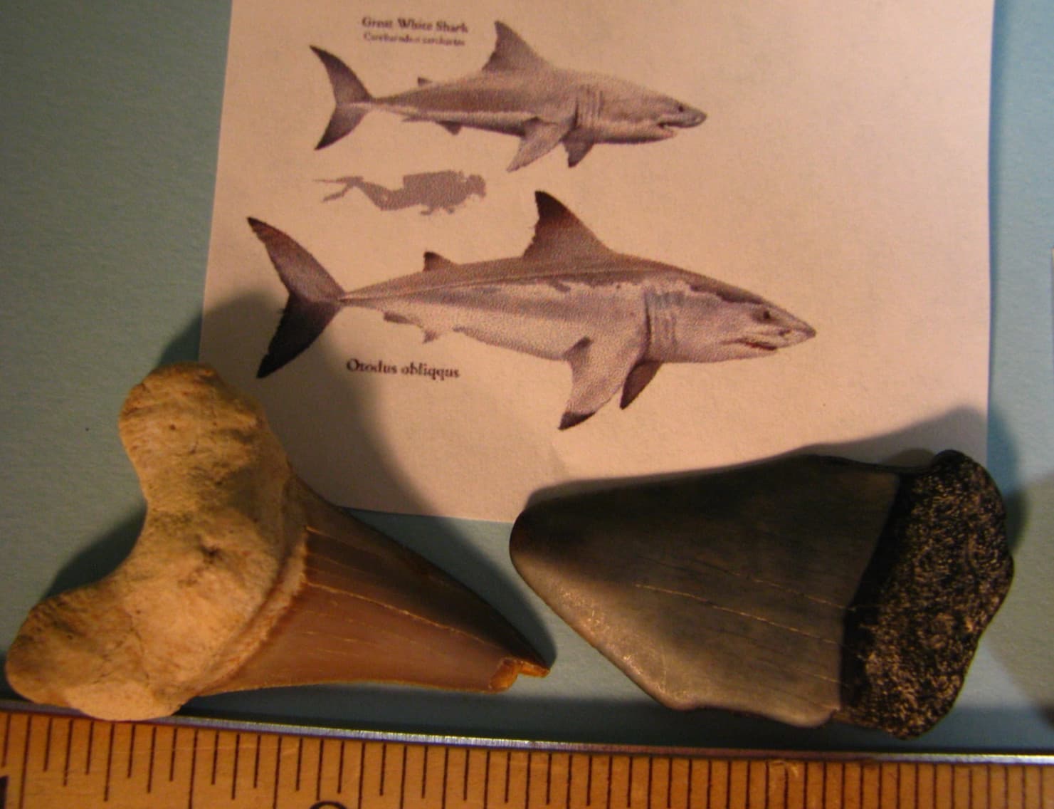 7 FOSSILS OTODUS OBLQUUS GREAT WHITE SEA URCHIN ORTHOCERUS AMMONITE GASTROPO#143 2