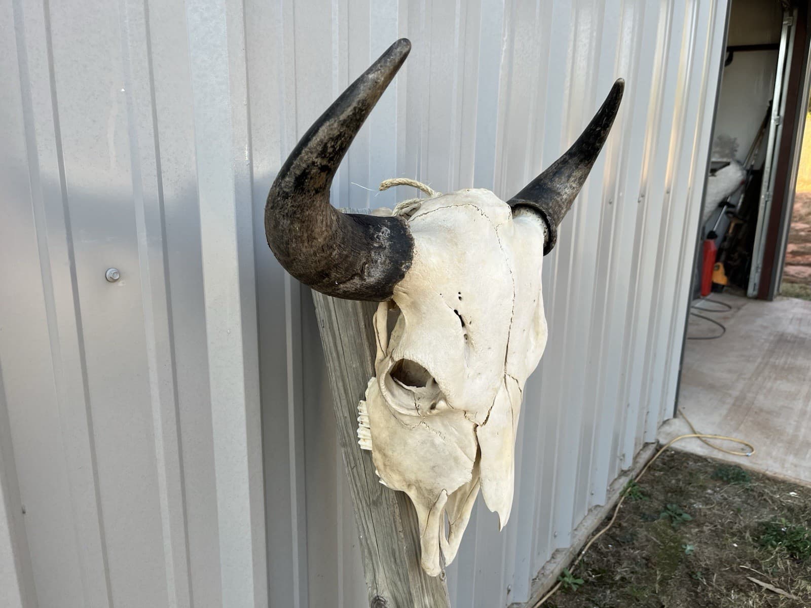 Buffalo Skull BULL HORN MOUNTED Bison HEAD 3