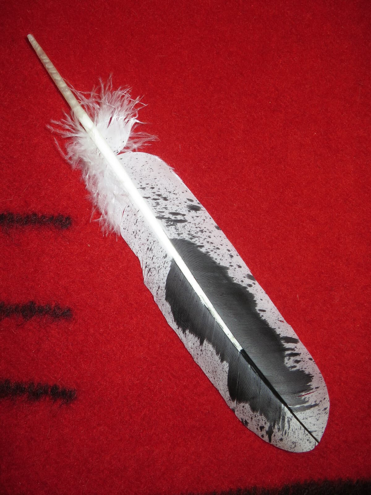 Native American made hand painted Immature Bald Eagle feather 5