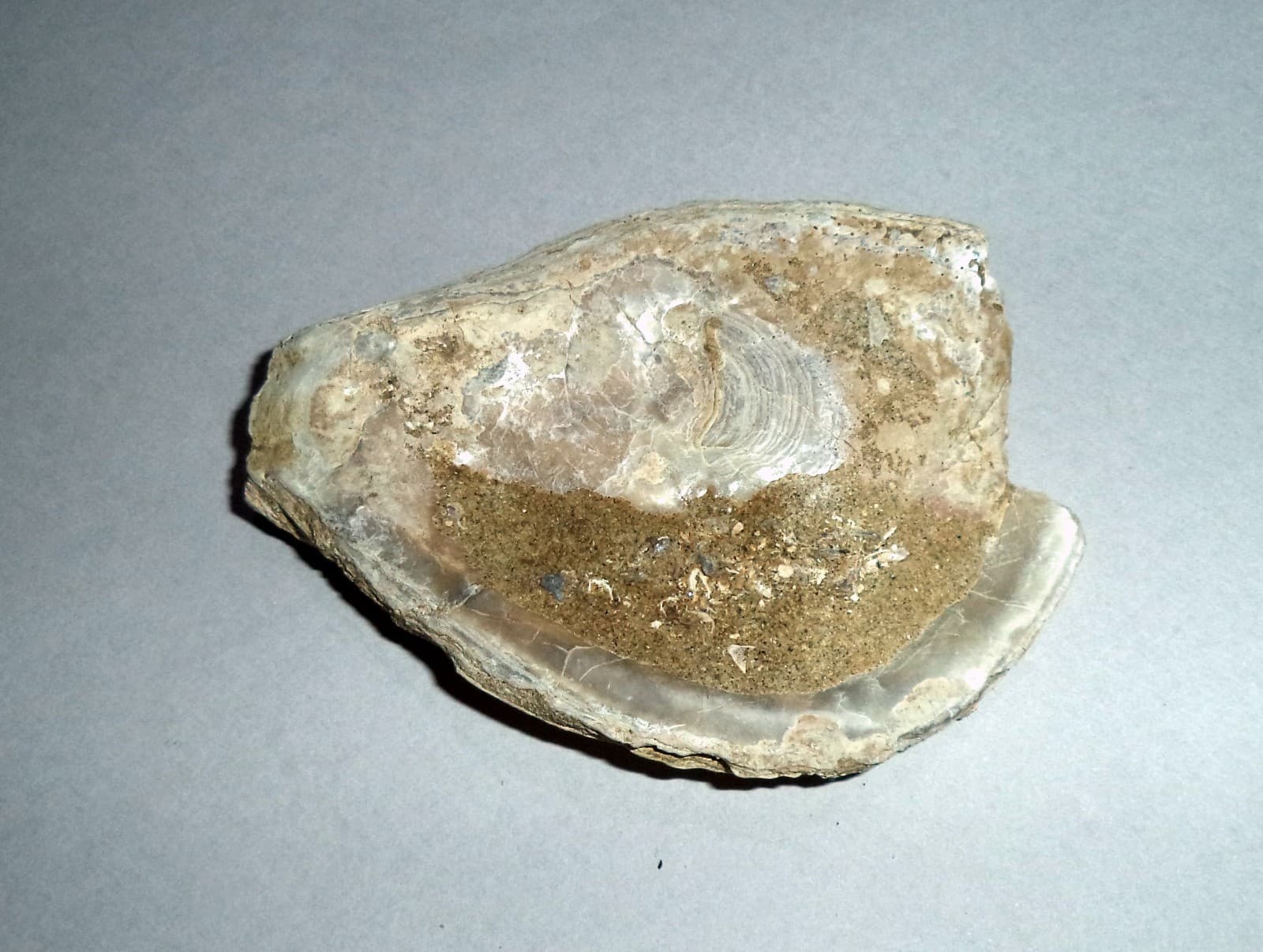 Fossil Sea Shells from Cape of Rodon, Albania. 77 gr; 85 mm. 2