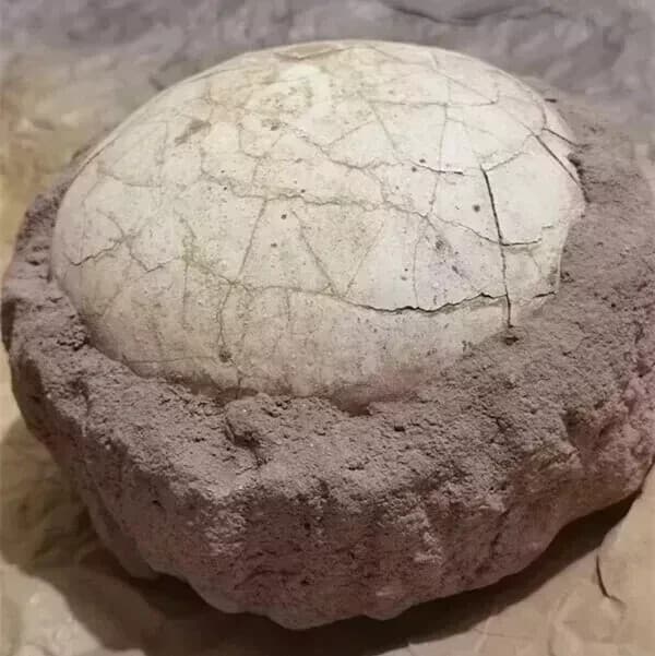 Segnosaur Dinosaur Egg Fossilized Crystallized Fossil Jurassic Cretaceous World 3