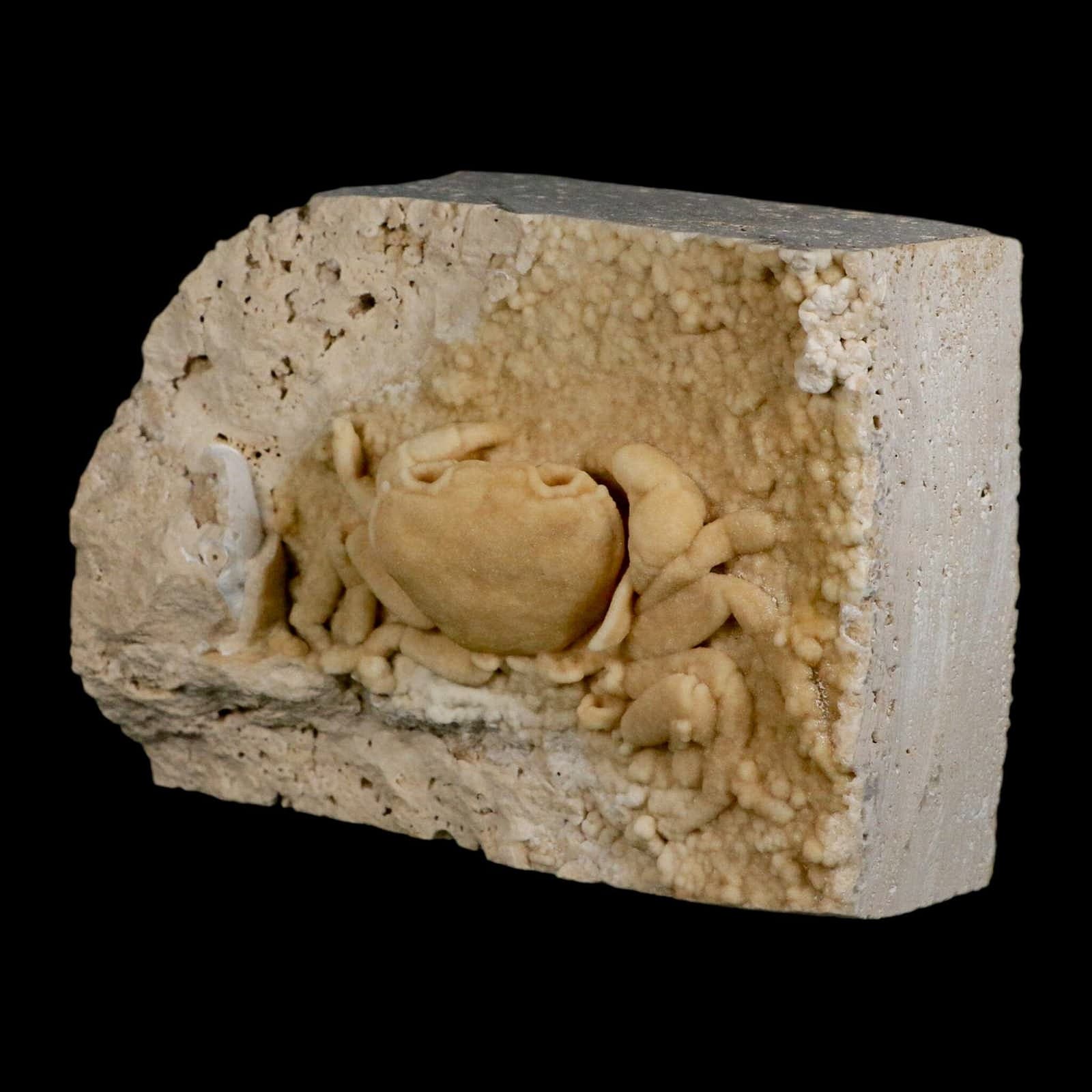 3.1" Potaman Sp Fossil Freshwater Crab In Travertine Denizli Basin Southwest 2