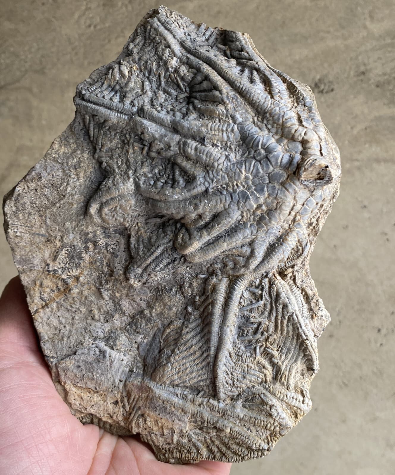 Natural Devonian prehistoric Jurassic biota crinoids Fossils 2