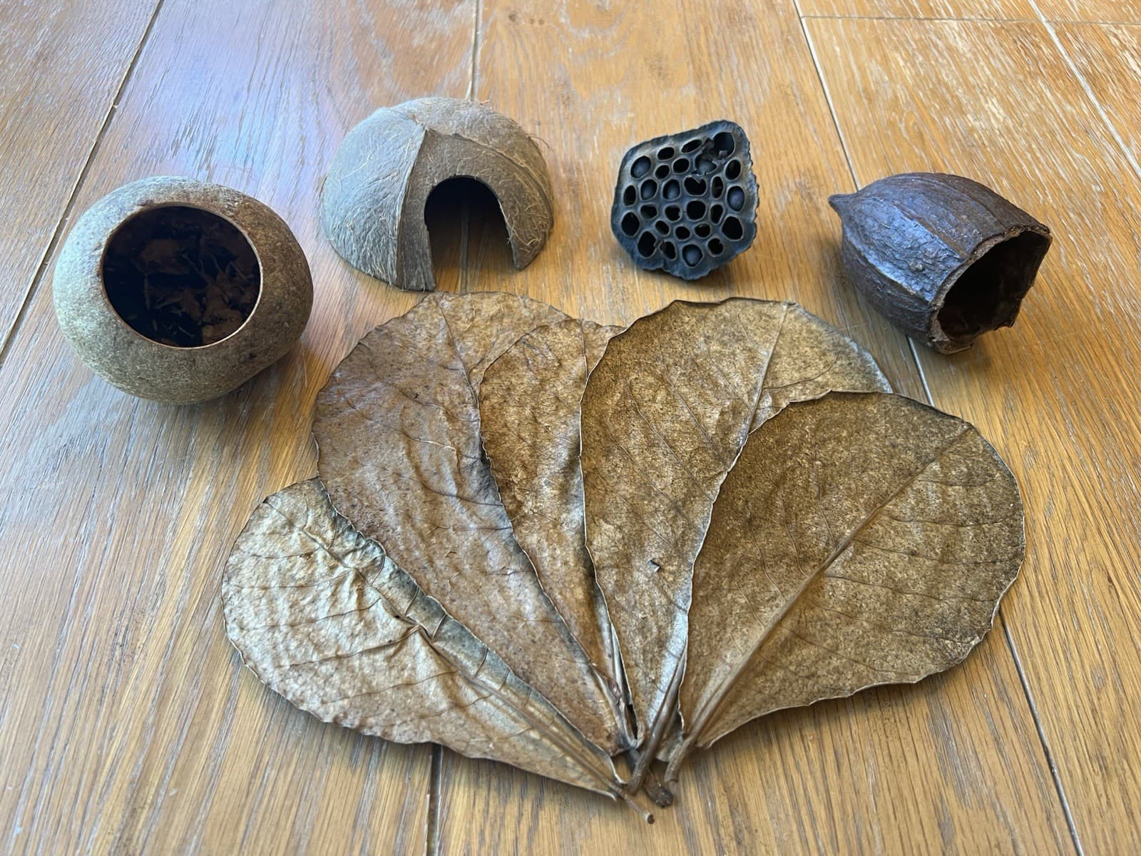 Aquarium Botanical Sampler Lot Indian Almond Leaves Cocoa Bael Lotus Pod Coconut